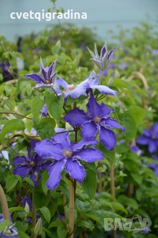 Clematis baltic waves(Клематис Балтийски вълни), снимка 2 - Градински цветя и растения - 50938743