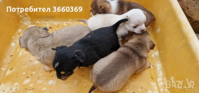 Продавам малки чихуата