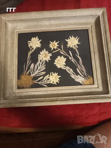 Стара  рамка с хербарии еделвайс, снимка 3 - Антикварни и старинни предмети - 48724895