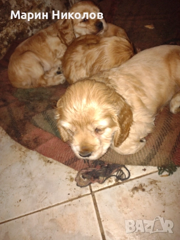  Американски кокер шпаньол , снимка 5 - Кокер шпаньол - 52322571