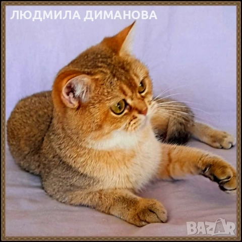 Шотландско златна чинчила , снимка 5 - Чинчили - 53326454