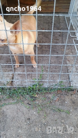 чихуахуа мъжки , снимка 6 - Чихуахуа - 52033406