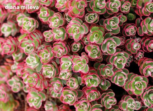 Седум Триколор, Sedum Spurium Tricolor, снимка 4 - Градински цветя и растения - 49945477