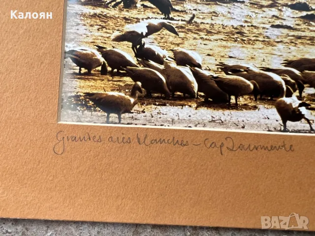 Фотография с паспарту на американския фотограф Артур Кендрик, снимка 3 - Антикварни и старинни предмети - 49977617