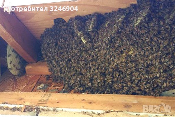 Хващане на пчели / Улавяне на пчелни рояци, снимка 3 - Други животни - 37159467