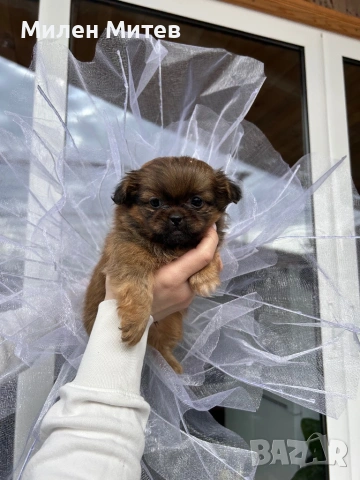 Кученца пекинез, снимка 3 - Пекинез - 53399784