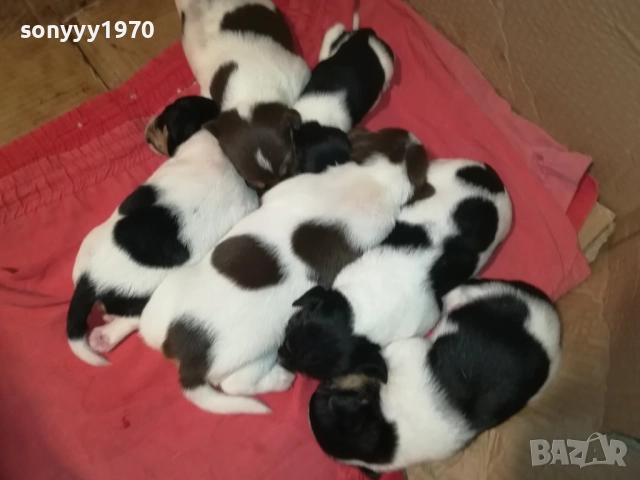 ПРОДАВАМЕ КУТРЕТА-ДЖАК РЪСЕЛ 250ЛВ ЗА 1БР 0209251838, снимка 3 - Джак ръсел териер - 51583363