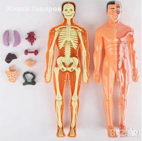 Образователна анатомична фигура - Човешко тяло 3D, 29.5см