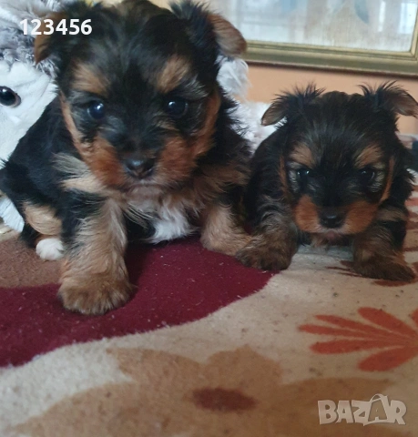 Малки мини йоркита , снимка 5 - Йоркширски териер - 53572690