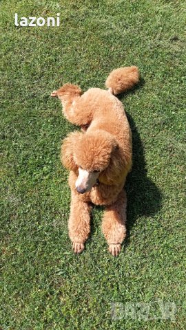 Мъжки-среден Пудел си търси партньорка, снимка 4 - Търси партньор - 37246370