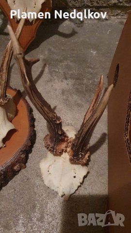 Сет рога, снимка 5 - Колекции - 39485402