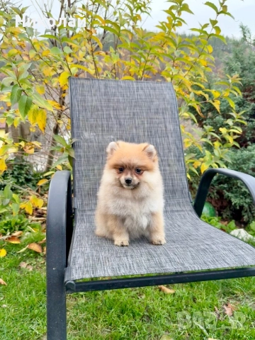 Померан момиче със втора ваксина. Померанче