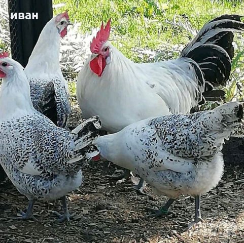 Сребърно Брезе яйца