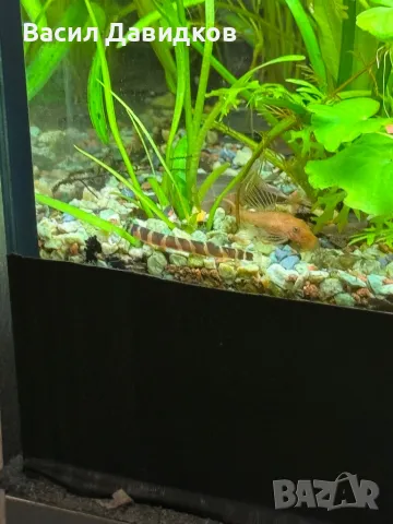 Живородни рибки , снимка 2 - Рибки - 44500989