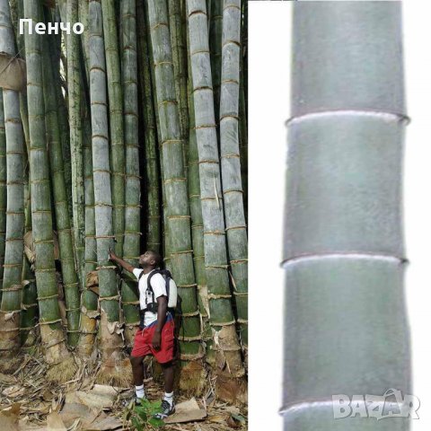 40 броя редки бамбукови семена зелен бамбук Moso-Bamboo Pla мосо бамбо растение декорация украса за , снимка 2 - Сортови семена и луковици - 27687066