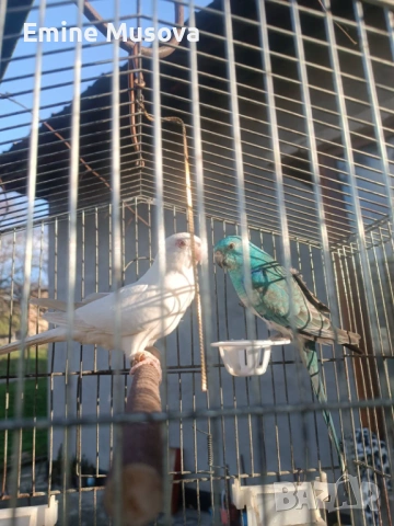 Пойни папагали 