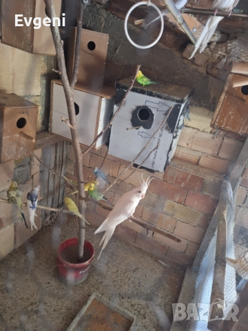 Вълнисти папагали , снимка 9 - Папагали - 51473102