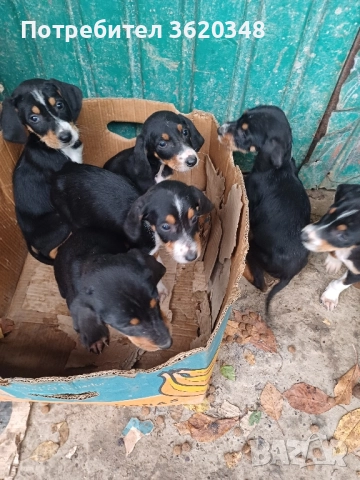 Ловни кучета, снимка 3 - Гонче - 52228019
