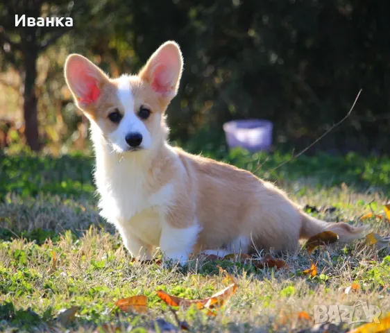 Уелско Корги Пембрук, снимка 8 - Други - 48287324