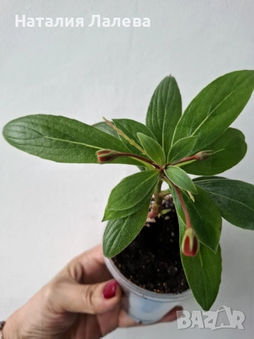 Сиимания, seemannia sylvatica, снимка 2 - Стайни растения - 53592106