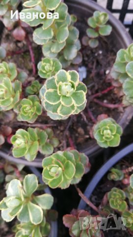Седум 13, снимка 4 - Градински цветя и растения - 28266321