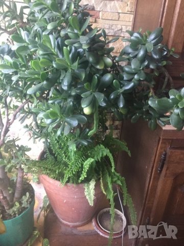 Дьрвото на живота , снимка 6 - Стайни растения - 26841668