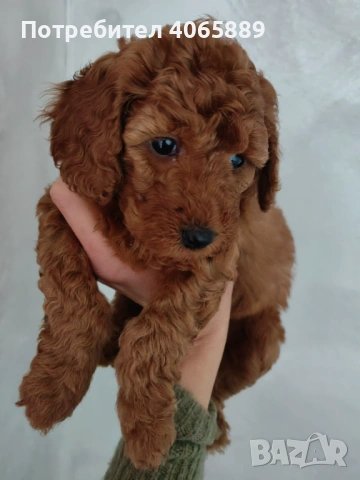  Мини пудел , снимка 9 - Пудели - 52898695