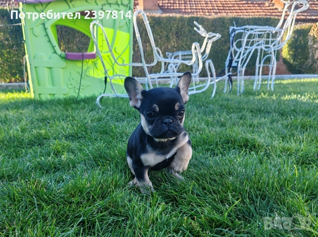 Френски булдог 