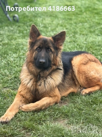 Немска овчарка момиче, снимка 3 - Немска овчарка - 53517263