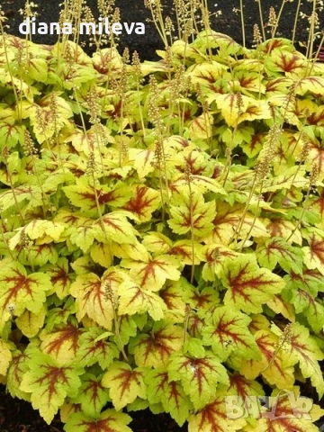 Хойхера Stoplight, студоустойчива, за сянка, снимка 3 - Градински цветя и растения - 52507064