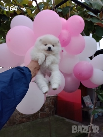 Бяло момиче. Померан.