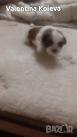 шест щастие любов, порода Ши Тцу , снимка 7 - Ши Тцу - 52838430