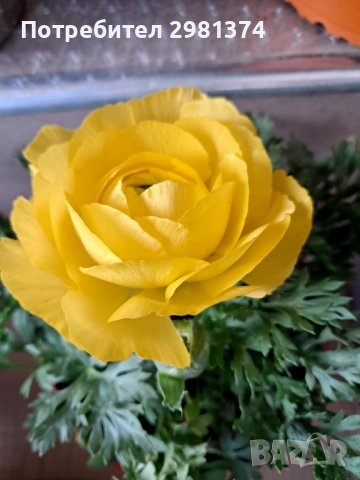 Ранукулус(Лютиче), снимка 3 - Градински цветя и растения - 53534608