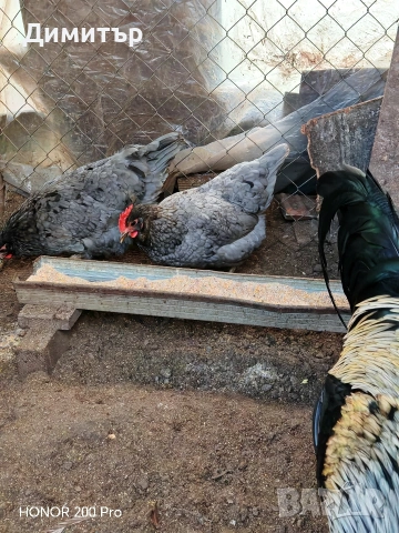 Разплодни яйца от Шведски Исбар , снимка 15 - други­ - 31902849