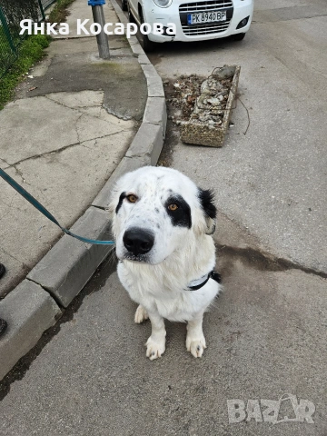 Младо куче търси своя дом!, снимка 12 - Други - 52008103