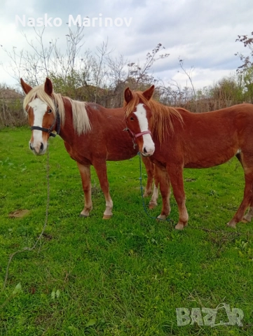 Кобила с ж.конче, снимка 5 - Коне - 52631224