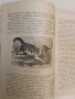 Животнитѣ от биологично гледище - Борис Митов (1935, Луксозна изработка, Отлично състояние), снимка 6