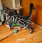 Бенгалска котка, снимка 13