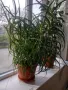 Продовом алое и бенджамин, снимка 2