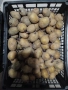 Картофи сорт Актрис, снимка 3
