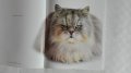 Котешки луксозни албуми, снимка 11