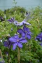 Clematis baltic waves(Клематис Балтийски вълни), снимка 2