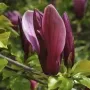 Магнолия Нигра, Magnolia ‘Nigra’, снимка 5