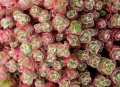 Седум Триколор, Sedum Spurium Tricolor, снимка 4