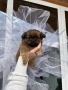 Кученца пекинез, снимка 3