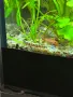 Живородни рибки , снимка 2