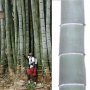 40 броя редки бамбукови семена зелен бамбук Moso-Bamboo Pla мосо бамбо растение декорация украса за , снимка 2