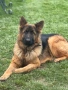 Немска овчарка момиче, снимка 3