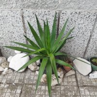 Палма Юка агаве стайна, снимка 8 - Стайни растения - 32852031