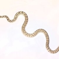 Продавам бул снейк , bull snake , снимка 3 - Змии - 43442203